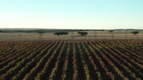 paisaje de viñedos de vino verde, amarillo y morado, europa