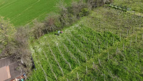 Vneyard with workers managing Guyot-trained vines during spring uphill, rustic farmhouse and green fields emphasize seasonal viticulture and agricultural valley landscape, aerial view, drone shot