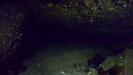 curious grey seal underwater coming to check us out.