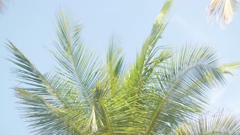 hojas de palma de coco desde abajo