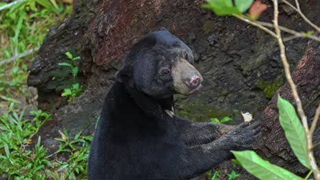 sun bear in forest eating piece of food in its paws. closeup shot