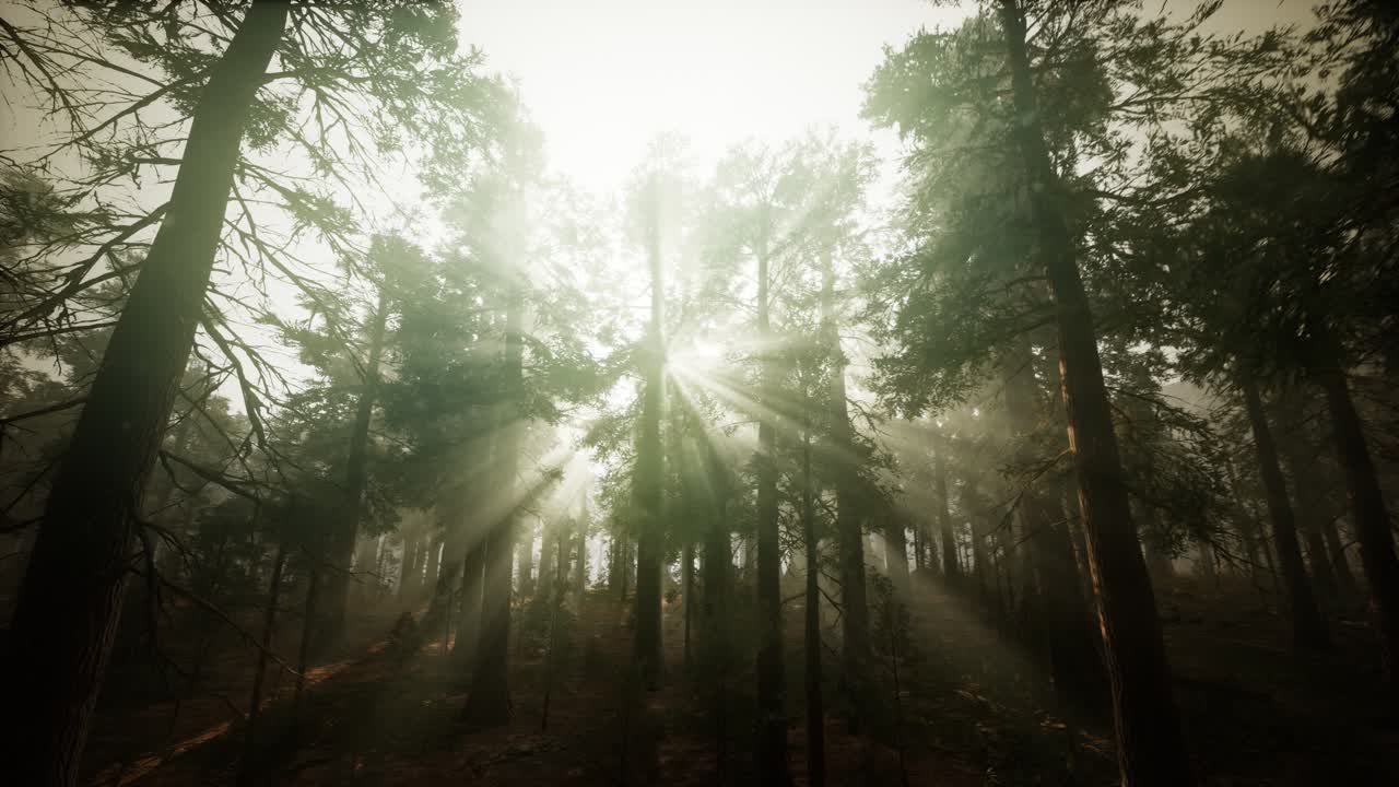 paisaje de puesta de sol brumosa del bosque de secuoya