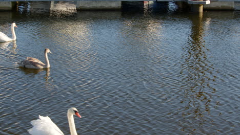 two swans and two cygnets swim in and out of frame at lymington river