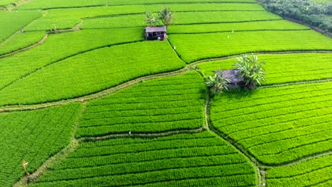 Flug-über-Reisterrassen-In-Bali,-Indonesien