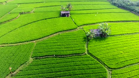 flying over rice terraces in bali, indonesia