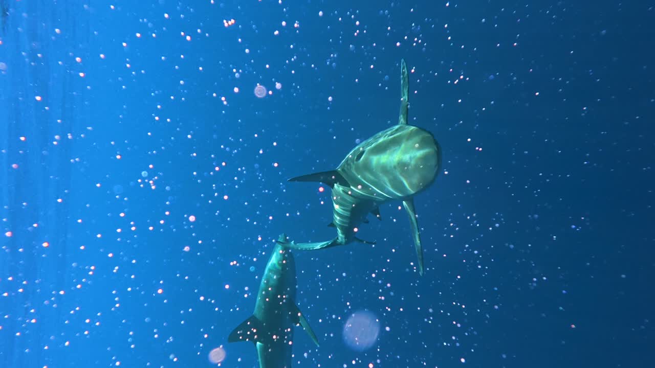 Two Galapagos sharks swim towards the camera in the deep blue ocean, Hawaii