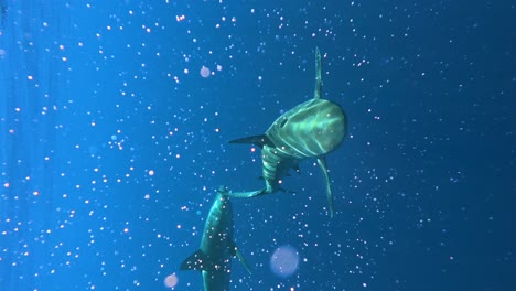 two galapagos sharks swim towards the camera in the deep blue ocean, hawaii