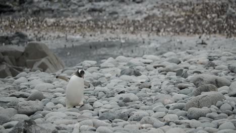 penguin stumbles over rocks on a beach, with big colony in the background