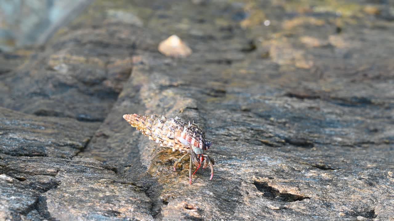 Hyperlapse of hermit cancer moving on a wet rock, waves on the background in Greece