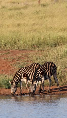vertical shot of two zebras drinking at waterhole in african bush, kruger national park, south africa.