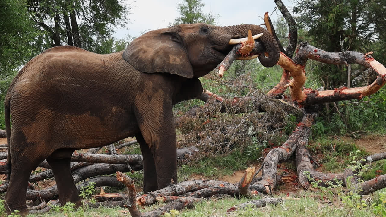 African Elephant Feeding on a Tree in the Savanna