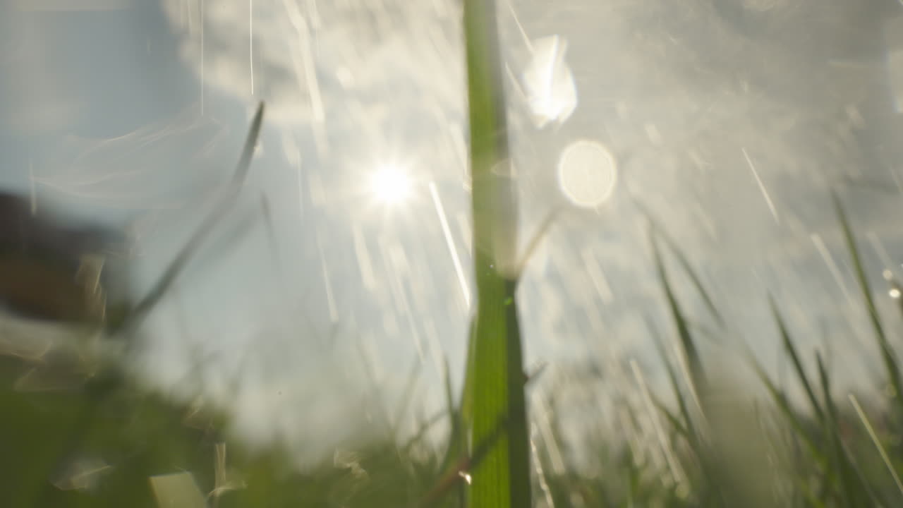 Watering the lawn in the sunshine