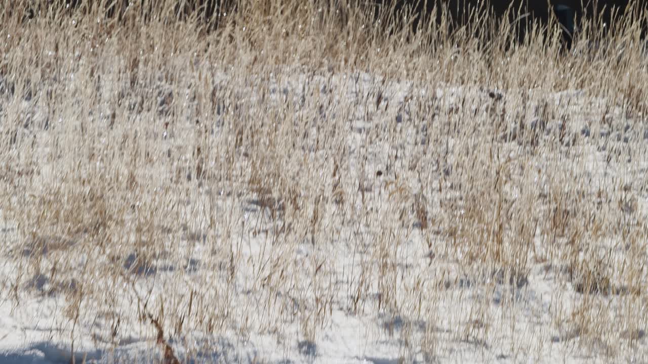 서리가 녹는 이른 아침 들판