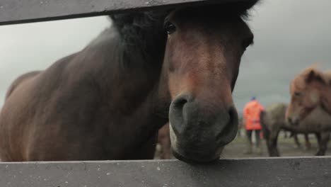 Dolly-Zurück-Vom-Pferd-Mit-Blick-Auf-Die-Kamera-Durch-Einen-Zaun-In-Island