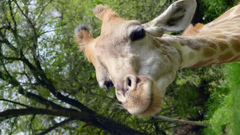 Hands-of-children-feeding-giraffe-at-South-African-wildlife-park