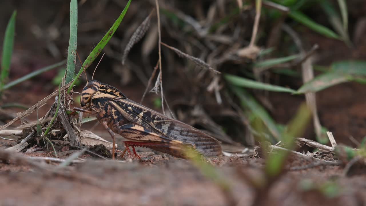 This brown Grasshopper found chewing some leaves and abdomen moving while an Ant passes by, then suddenly moves to reposition