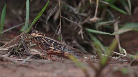 Este-Saltamontes-Marrón-Encontrado-Masticando-Algunas-Hojas-Y-El-Abdomen-Moviéndose-Mientras-Pasa-Una-Hormiga,-Luego-De-Repente-Se-Mueve-Para-Reposicionarse