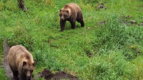 deux ours bruns qui marchent dans l'herbe, en alaska.