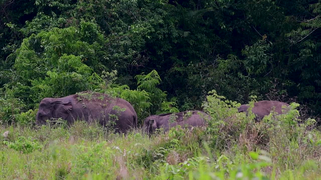 아시아 코끼리는 멸종 위기 종이며 태국 거주자이기도합니다.