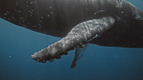 low sideview follows pectoral fin with light dancing across humpback whale