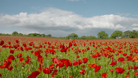 Timelapse-En-Movimiento-Rápido-Del-Campo-De-Amapolas-Rojas-Soplando-En-El-Viento-Día-Soleado-4k