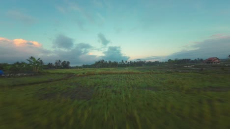 Large-expansive-rice-paddy-fields-dominate-Indonesian-landscape,-fpv