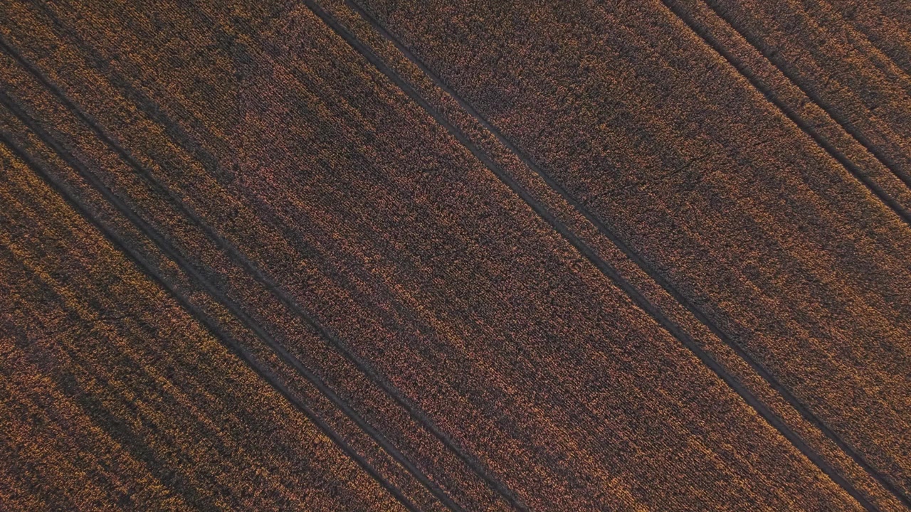 Top-down aerial view of a mature wheat field illuminated by warm golden-hour sunlight. Parallel agricultural tracks create geometric patterns and rich texture across the cultivated farmland.