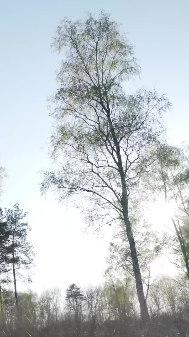 버드나무 와 함께 숲 의 장면