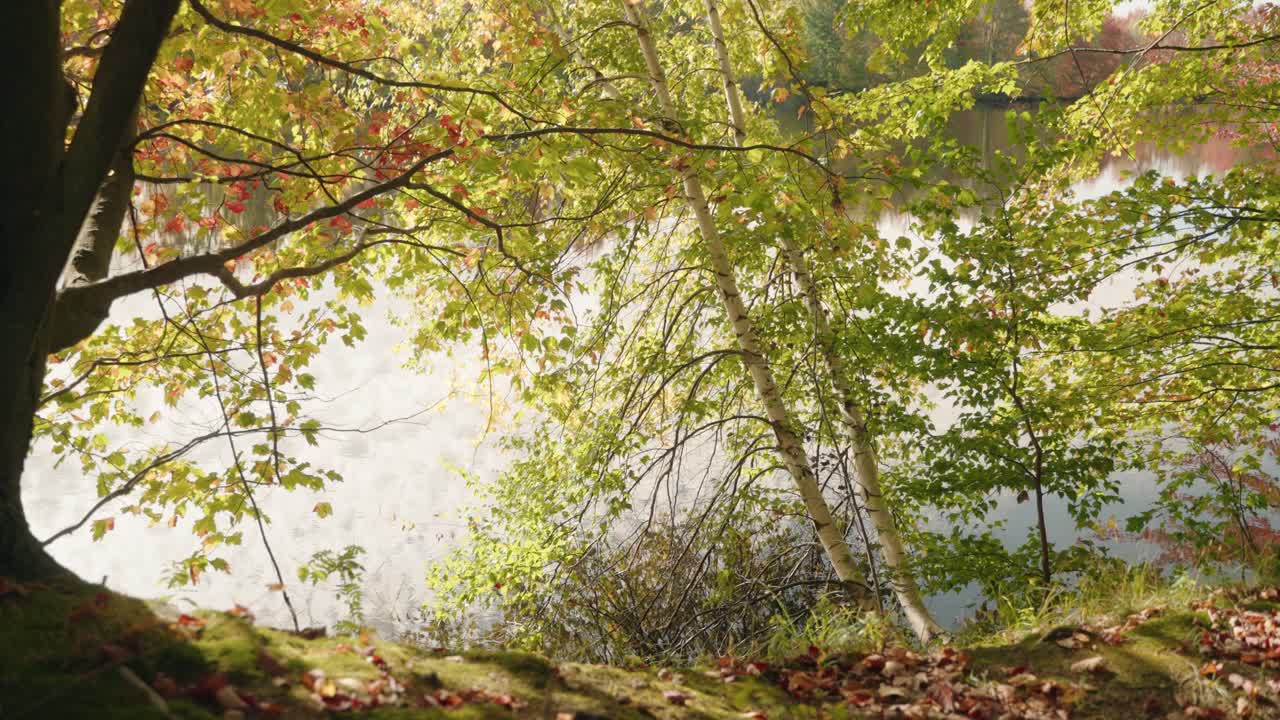 Serene forest near the lake and scattered leaves on a sunny day in fall, North America, Quebec, Canada.