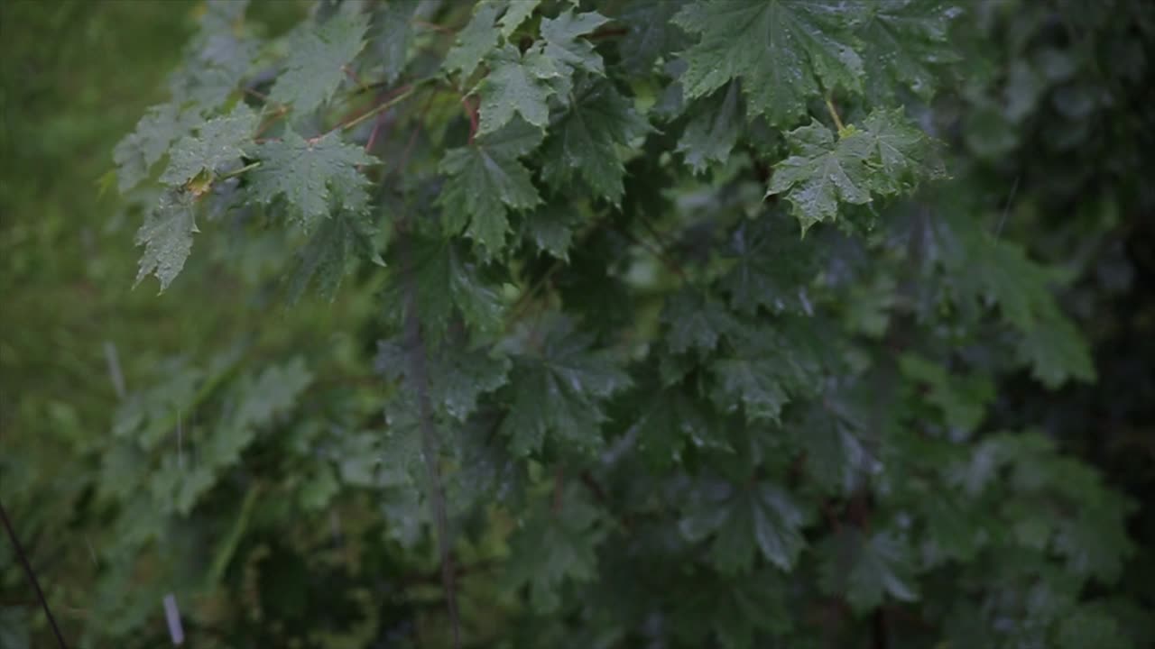 Wet Maple Leaves