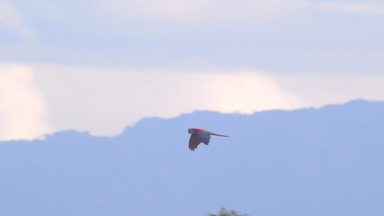 A Scarlet Macaw soars across the blue sky, framed by clouds and mountains over Peru’s lush rainforest. slow motion parrot flying