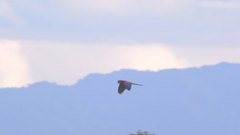 A Scarlet Macaw soars across the blue sky, framed by clouds and mountains over Peru’s lush rainforest. slow motion parrot flying