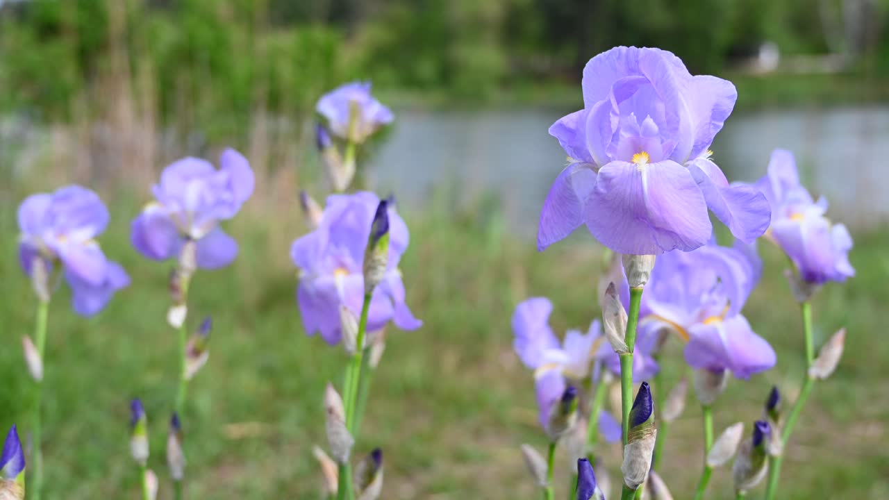 Close up of purple irises swaying in the wind with city buildings in the background