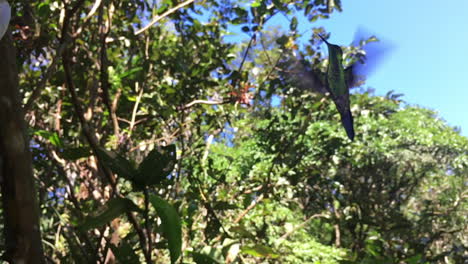 Humming-bird-hovering-and-revealing-its-shiny-bright-green-feathers