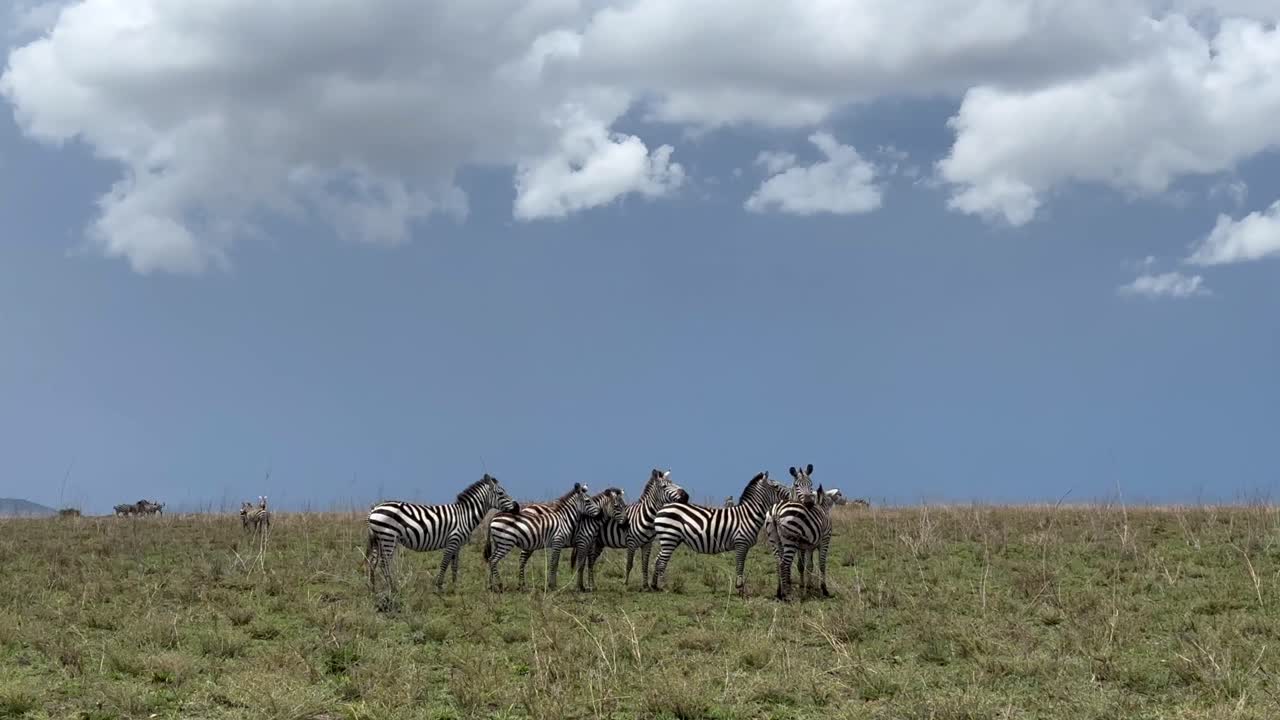 Group of Grant's zebras (Equus quagga boehmi) in Serengeti National Park. Tanzania.