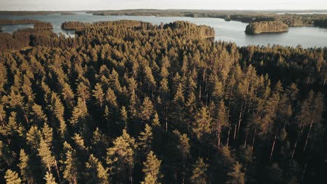 drone flying low over forest at sunset, finland