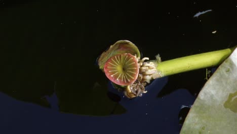 Slow-motion-close-up-shot-of-a-small-green-and-pink-water-lily-flower-plant-blooming-floating-on-the-murky-swamp-water-of-the-Florida-everglades-near-Miami