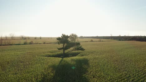 drone circling lone tree in middle of farmer's field surrounded by lush green crops planted in neat rows going around obstacle