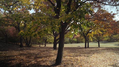 jardín público en otoño sin gente a su alrededor