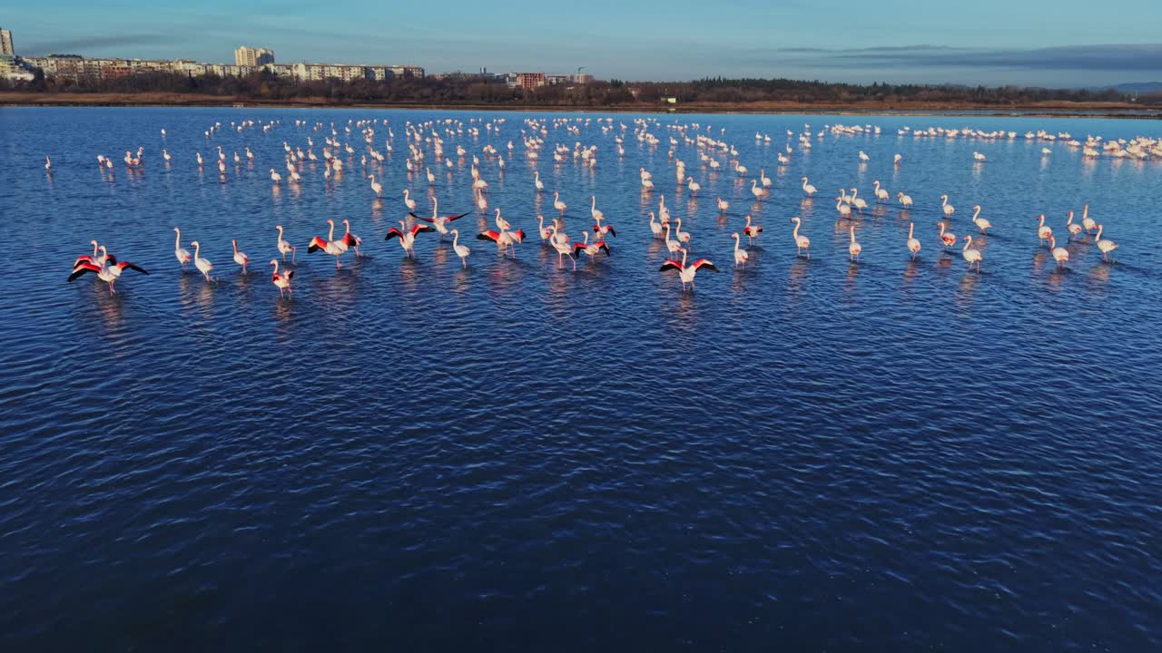Flamingos gather in water at sunrise near coastal city