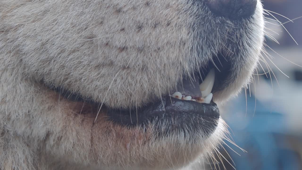 Close-up of a dog's mouth and nose