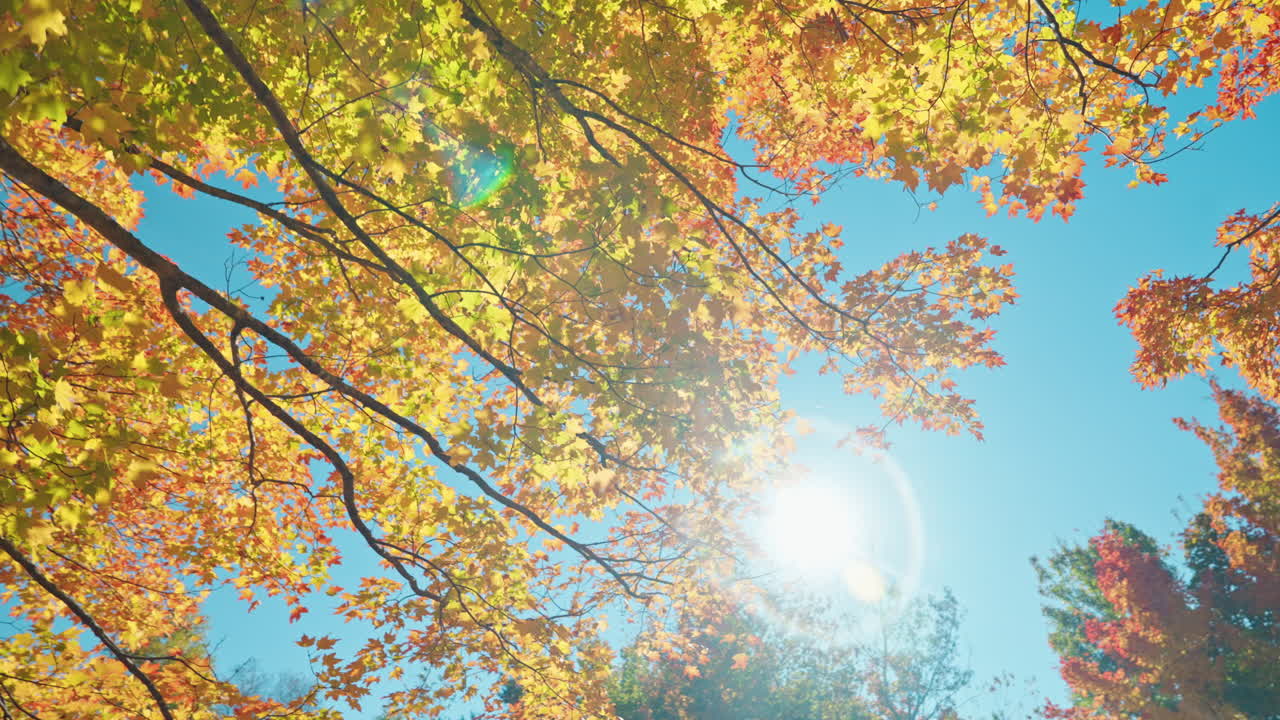 Moving past trees with colorful orange foliage. Autumn vibrant colors. Peaceful fall scenery.
Sunlight coming through the tree's branches.