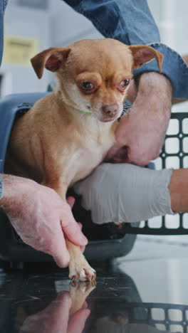 putting a dog into a carrier