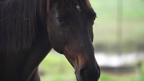 cara de caballo