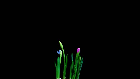 time lapse shooting of the growth and flowering of a bouquet of blue and yellow daffodils on a black background, 4k video. beautiful unusual flowers.