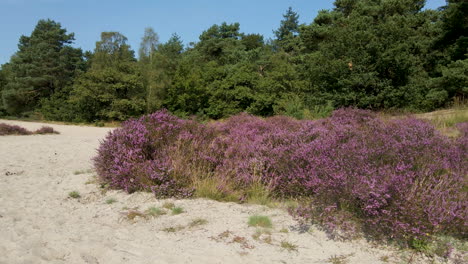 dolly of purple heaths surrounded by beautiful sand dunes on a sunny autumn day