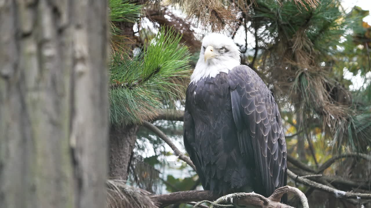 el águila calva observando un campo desde un árbol