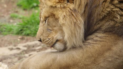 lion grooming himself slow motion