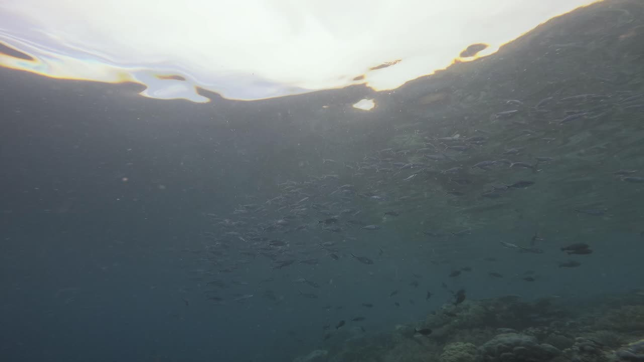 Undervandsscene, der viser en stime fisk, der svømmer nær overfladen, hvor sollyset skaber et smukt spil af lys og skygger