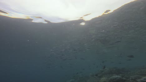 escena submarina que muestra un banco de peces nadando cerca de la superficie, con la luz del sol creando un hermoso juego de luces y sombras